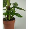 Bananenplant Musa dwarf cavendish XS kamerplant